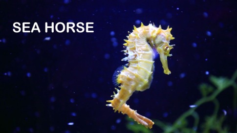seahorse.jpg